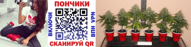 Каннабис ГИДРОПОН Муром